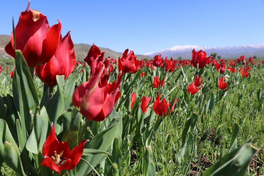 Тюльпан сорт черри Ванилла
