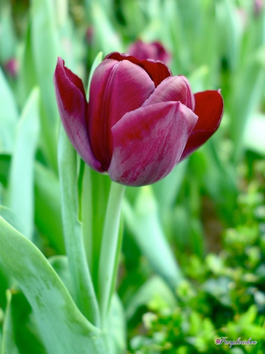 Linifolia тюльпан