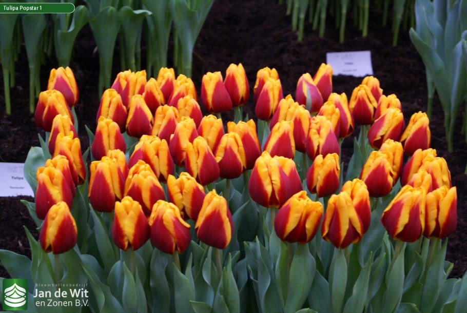 Тюльпан Лоренцо