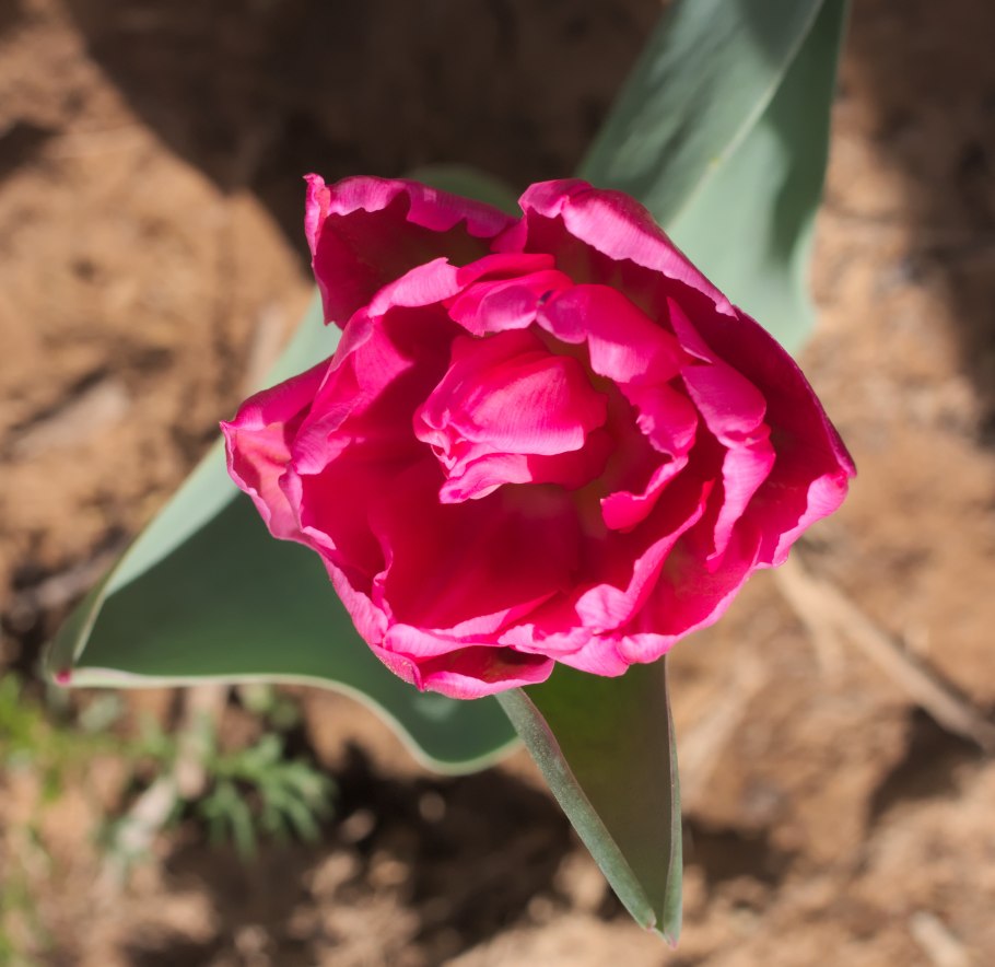 Тюльпан Jan Seignette