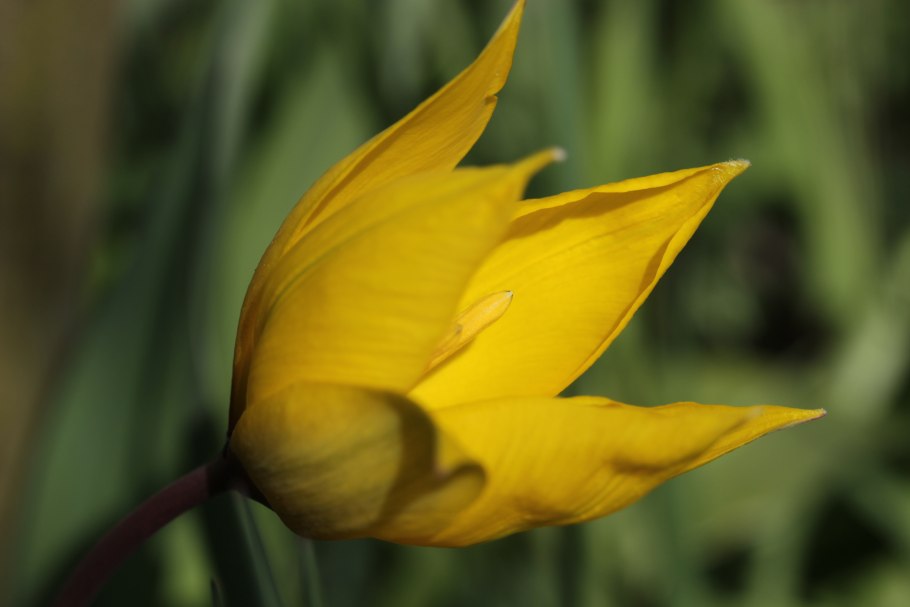 Tulipa Double желтый