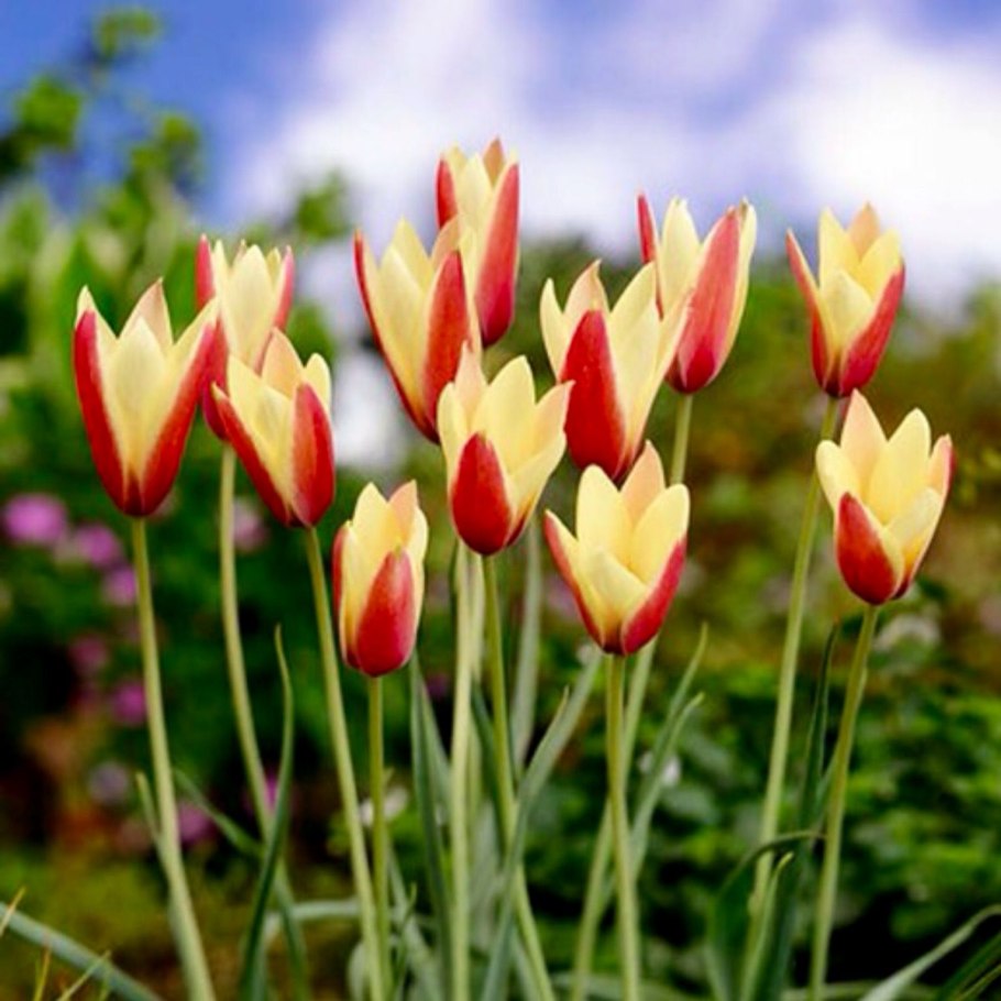 Тюльпан Зинаиды (Tulipa zenaidae)