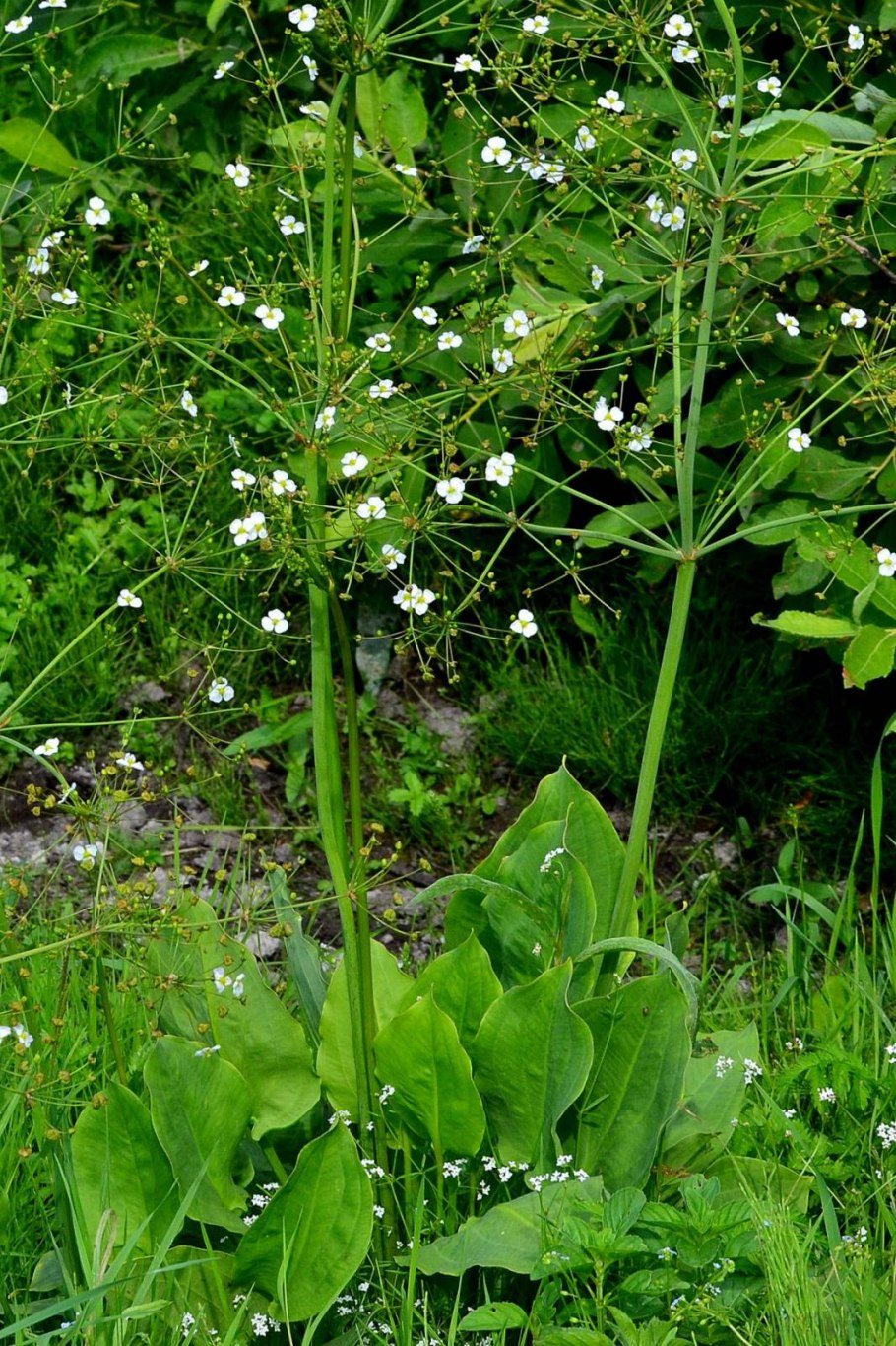 Частуха обыкновенная alisma Plantago Aquatica