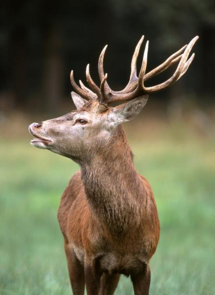 С.Частуха Владимирская область