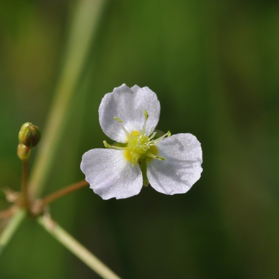 Частуха обыкновенная alisma Plantago Aquatica