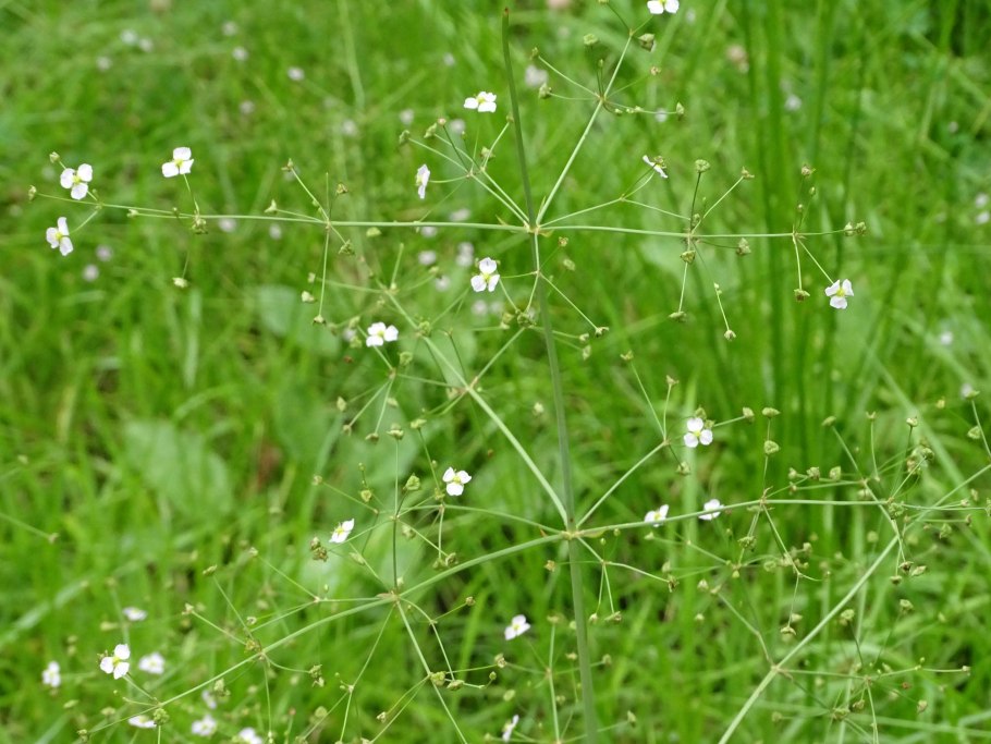 Alisma plantago aquatica
