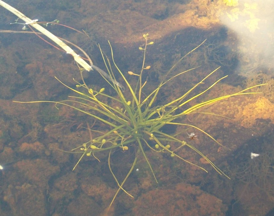 Частуха злаковидная