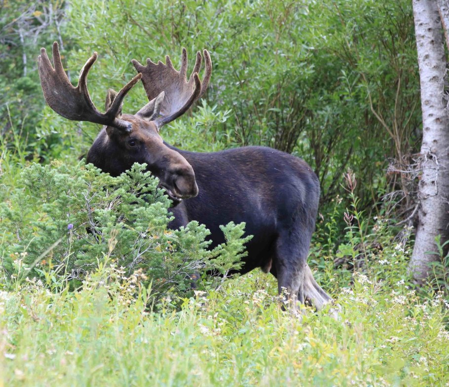 Лось сохатый сибирский