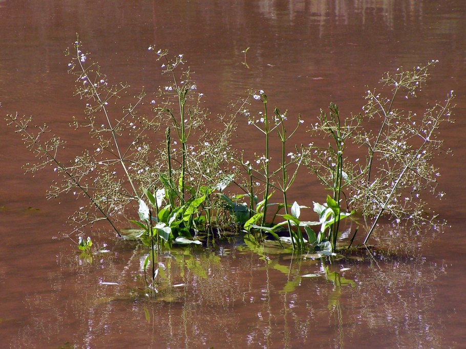 Морской олень фото