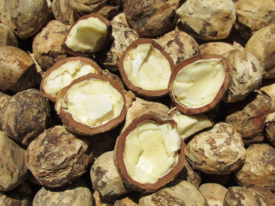 Круглый орех с прорезью макадамия