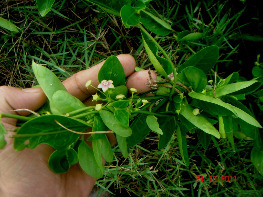 Тилофора купить