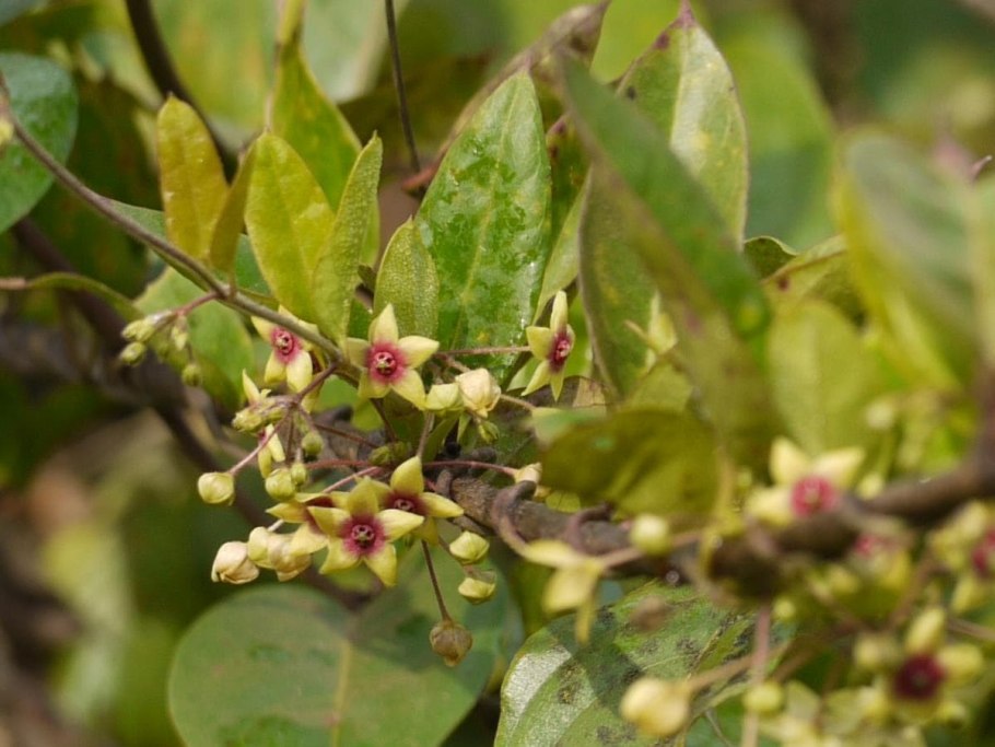 Растениеagrostistachys Indica в природе фото