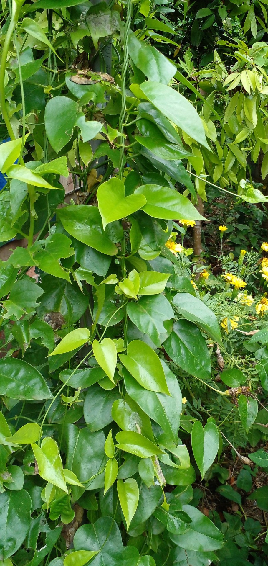 Сarapichea Ipecacuanha