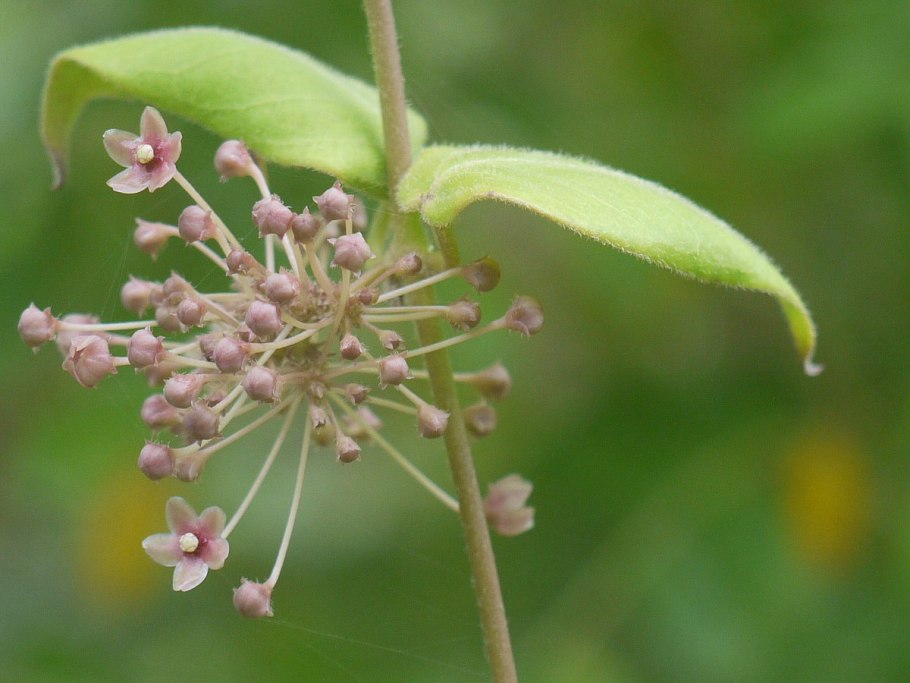 Лютацерус индикус