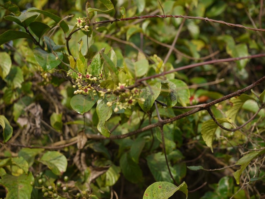 Тилофора купить