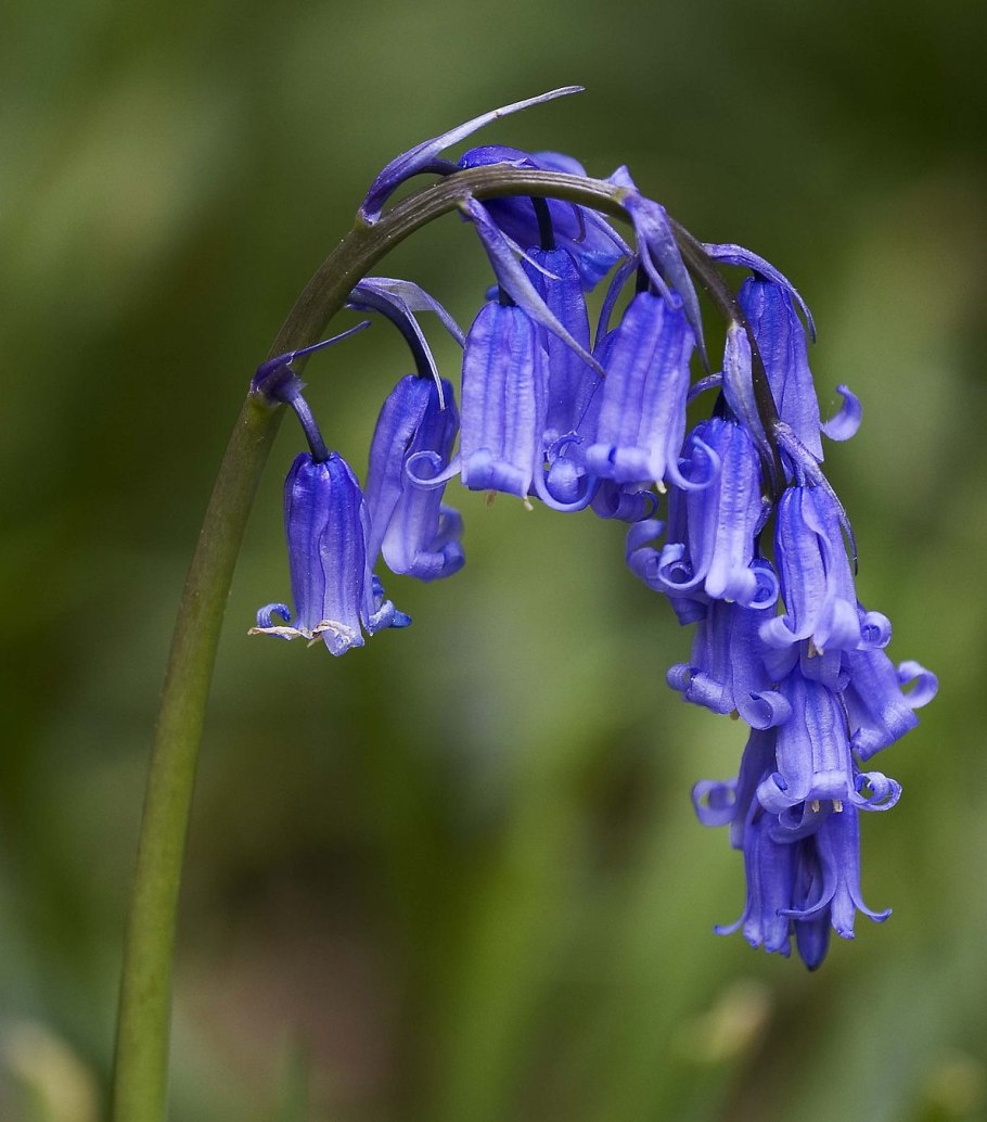Большая Панда бамбуковый медведь