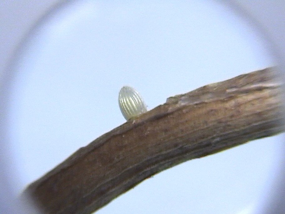 Жёлтый фон однотонный