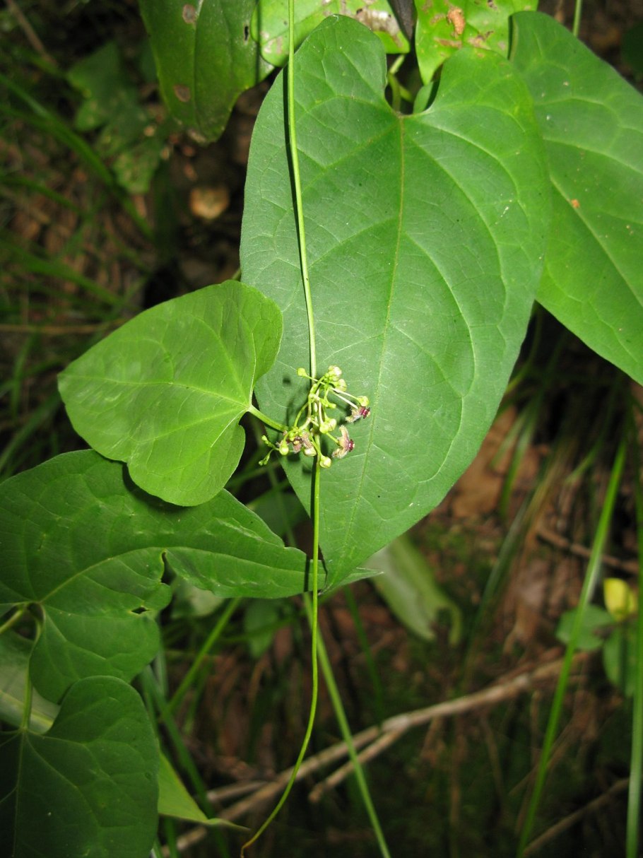 Ипекакуана обыкновенная