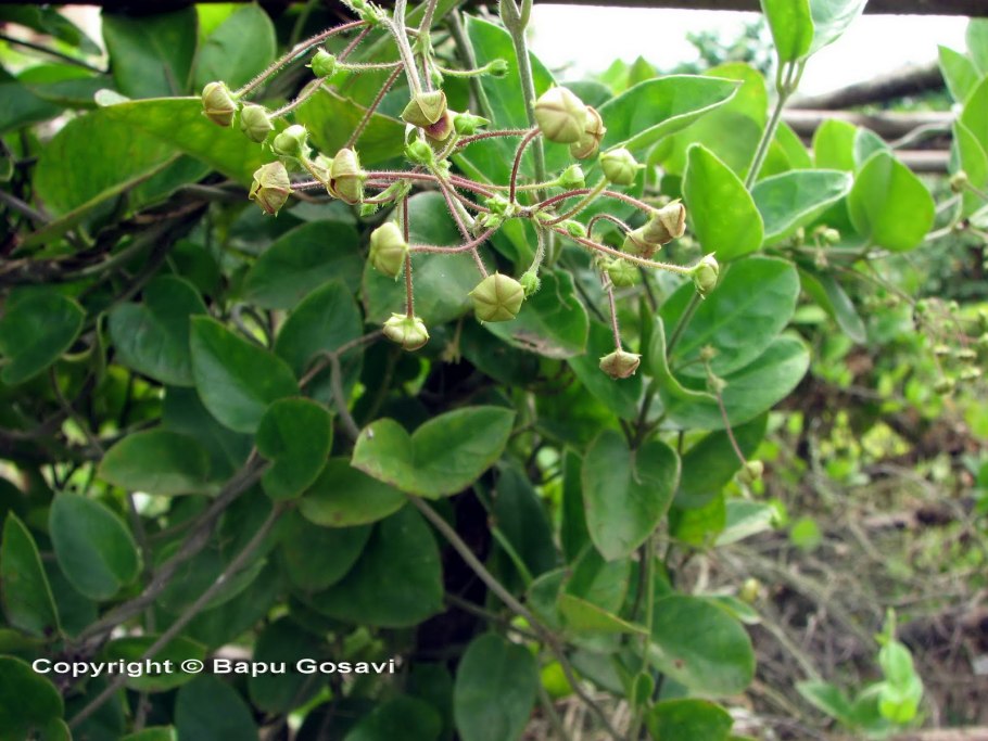 Tylophora Asthmatica