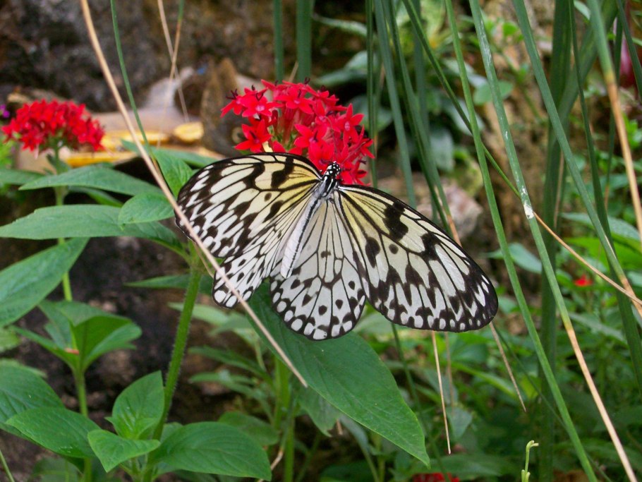 Бабочка пинцет-хелмон (носатый хелмон)