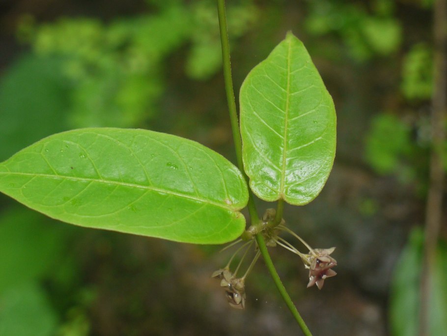 Тилофора купить