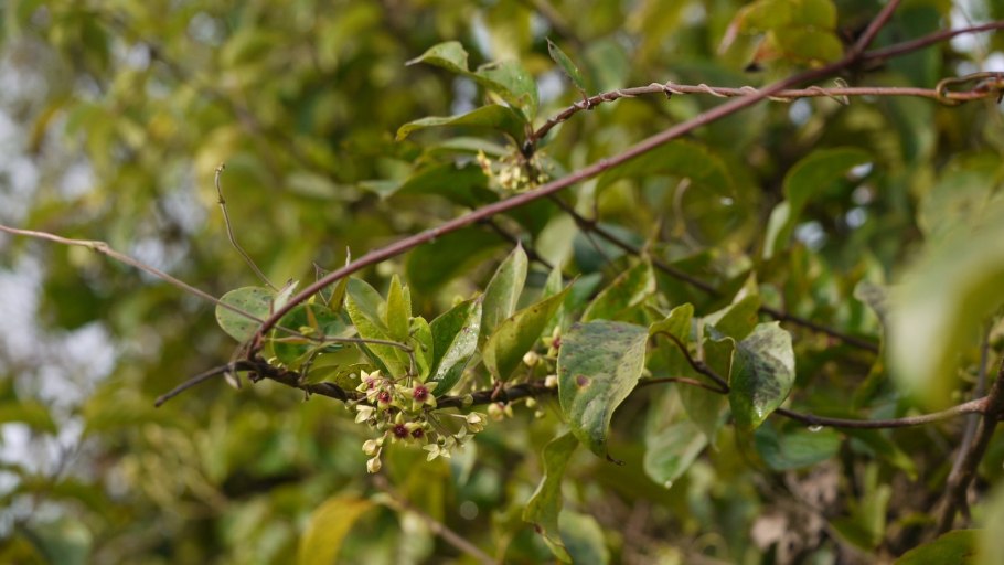 Тилофора купить