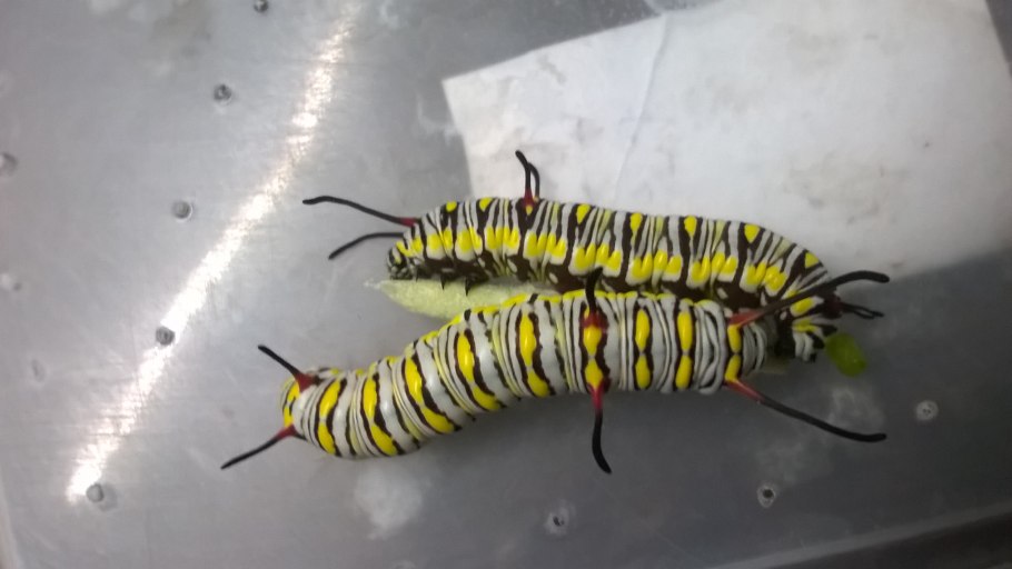 Эл схема Шевроле Нива 2014г