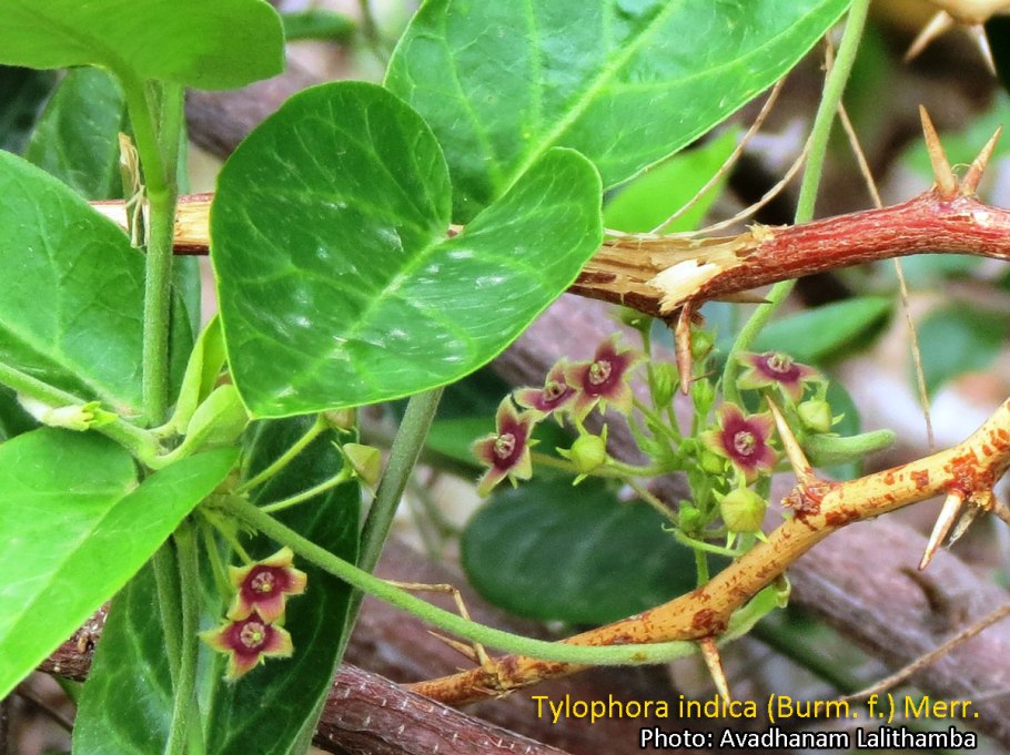 Тилофора купить