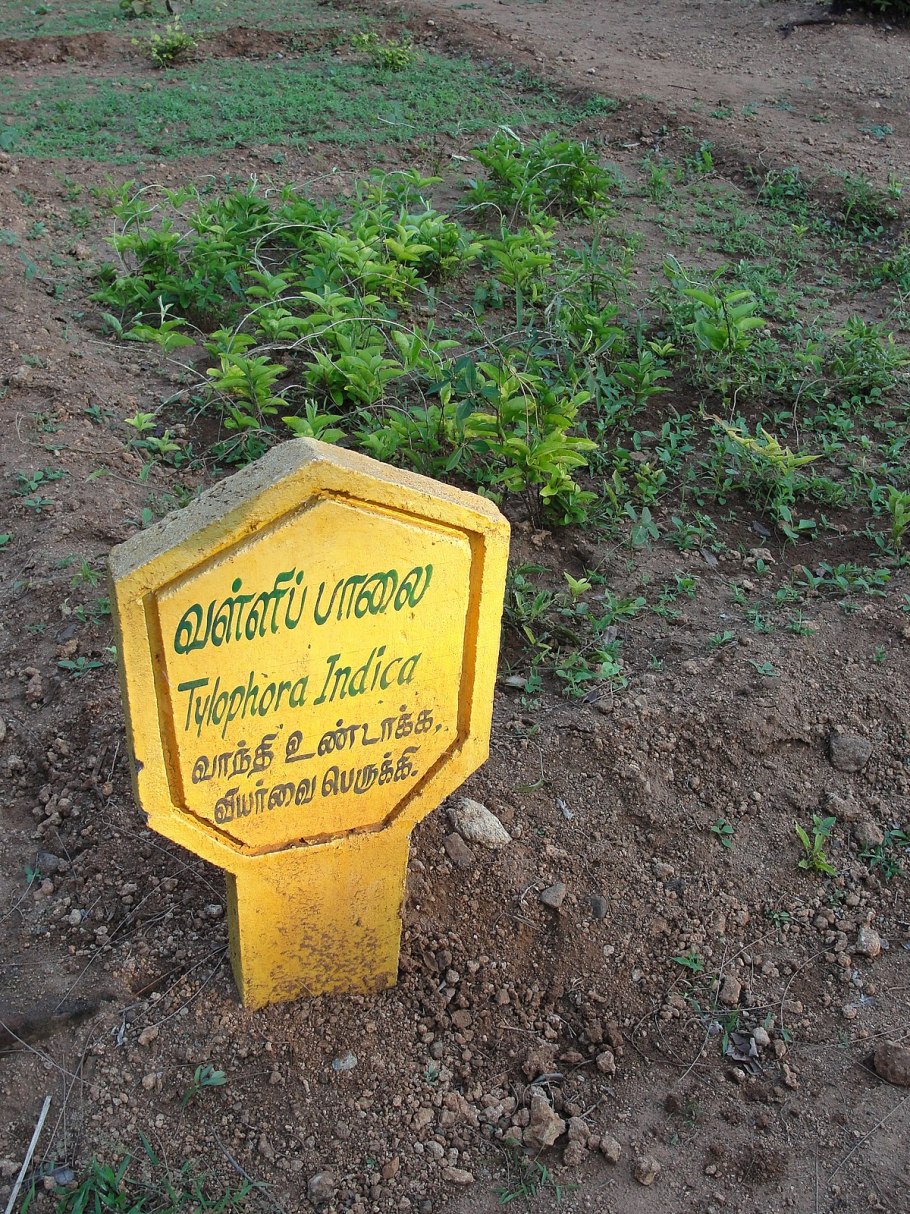 Асклепиас микс