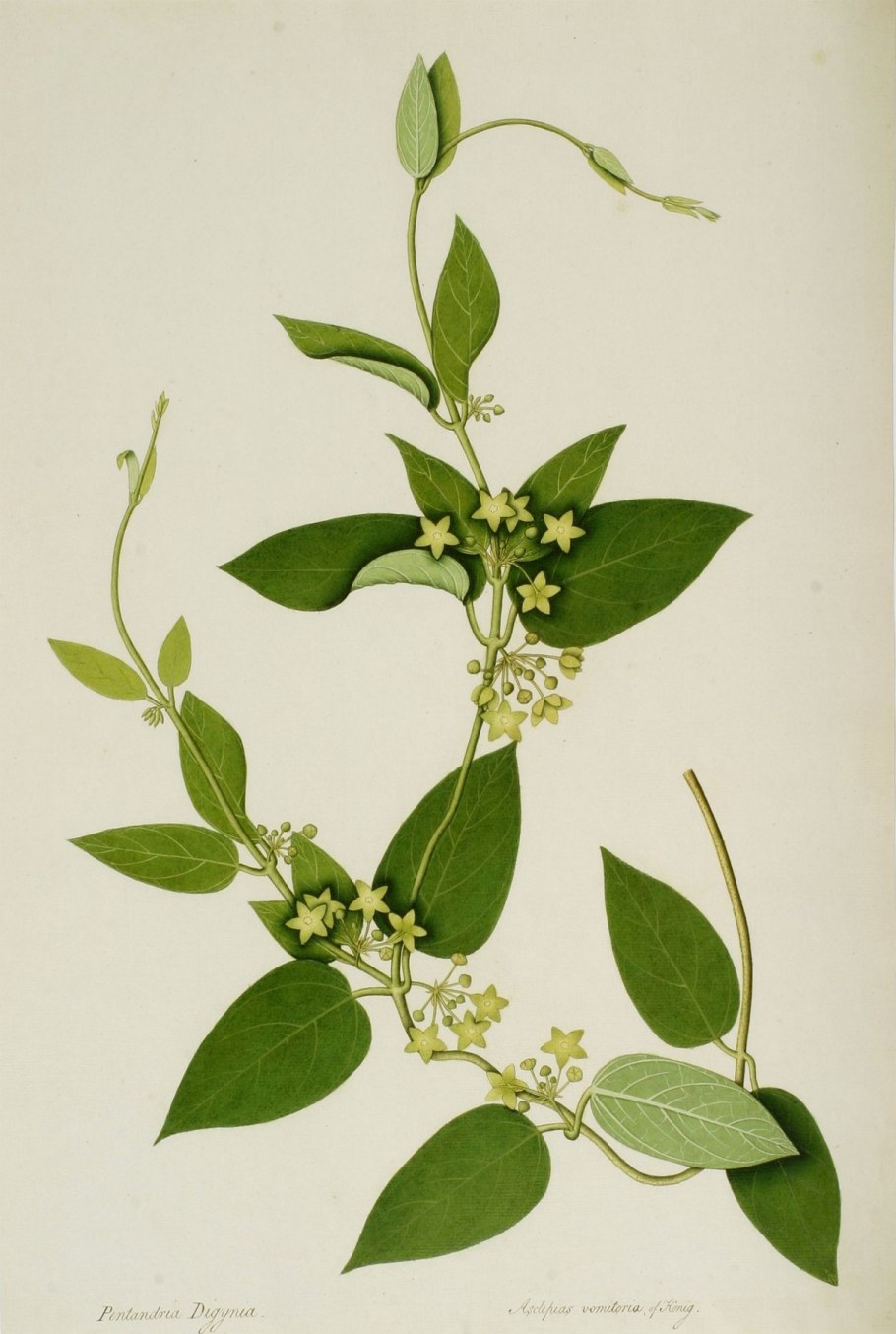 Криптоботаника растения