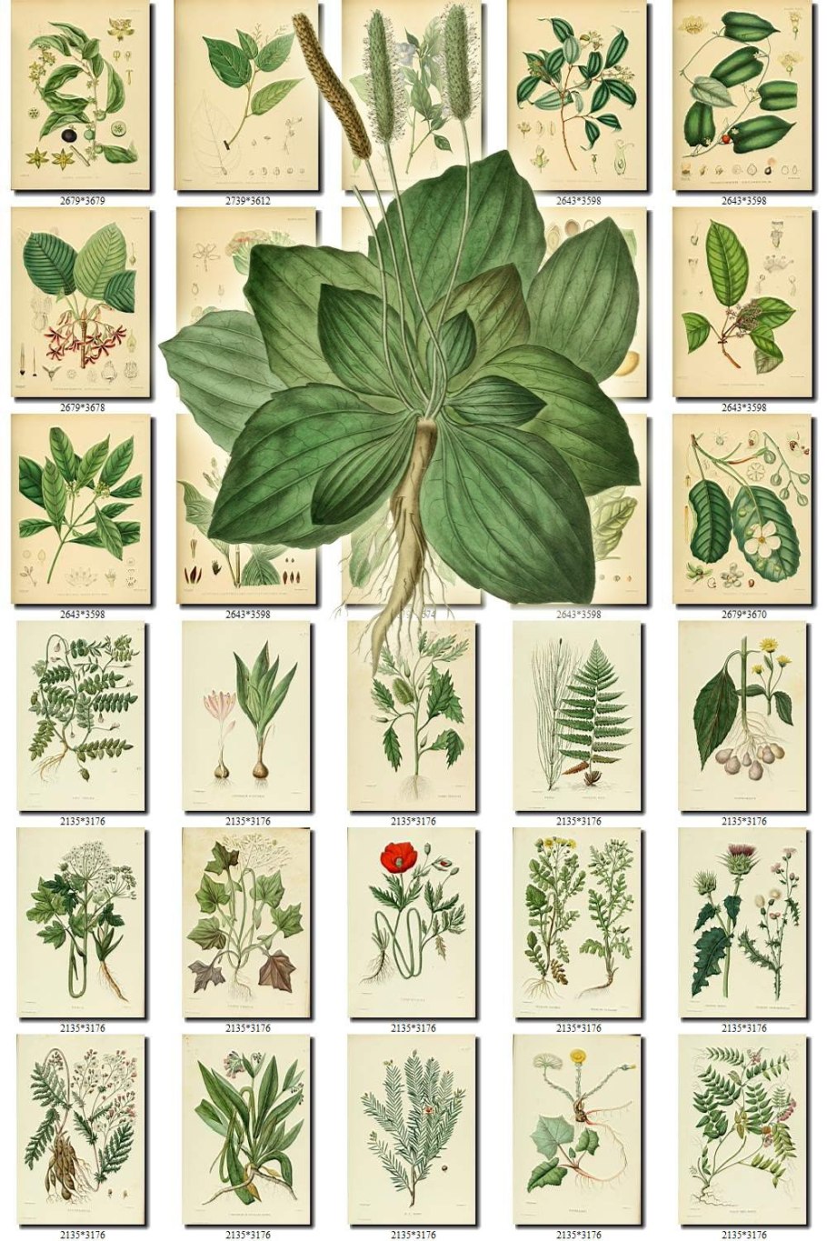 Idea leuconoe бабочка Вики