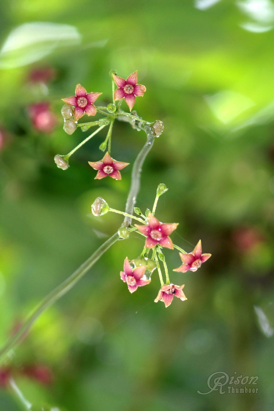 Тилофора купить