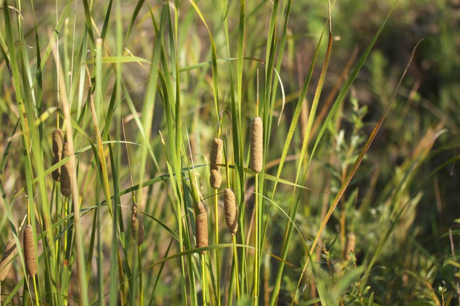 Айва Бенгальская, баель (aegte)