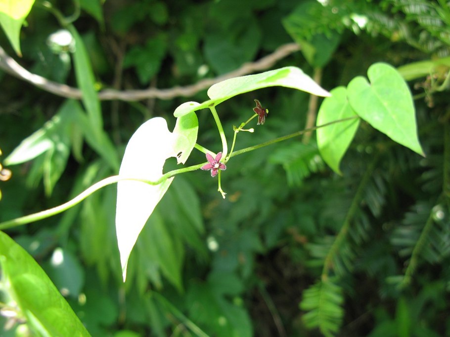 Tylophora Asthmatica