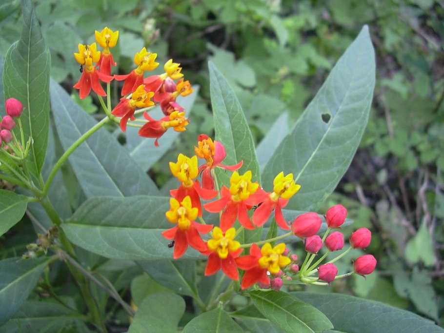 Жук золотистая бронзовка