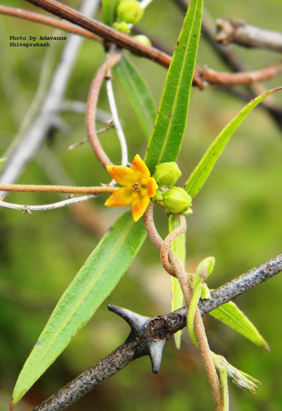 ONCINEMA -Astephaninae Apocynaceae