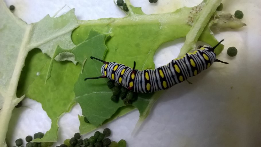 Венерина Дионея