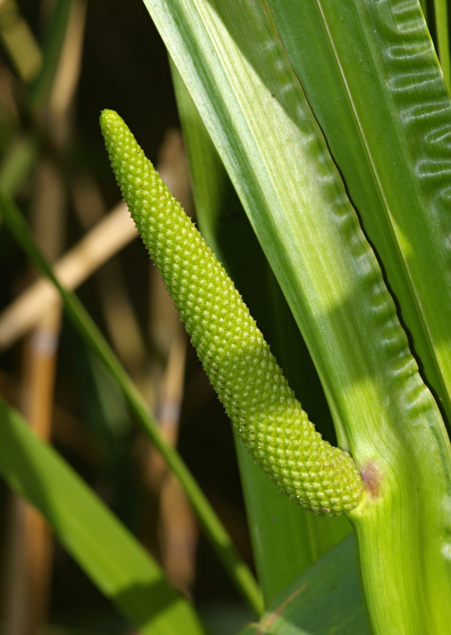 АИР болотный (Acorus Calamus)