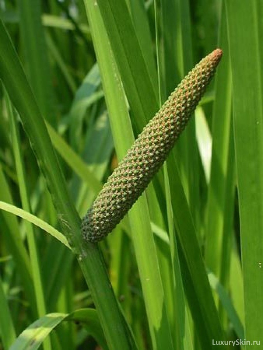 АИР болотный (Acorus Calamus)