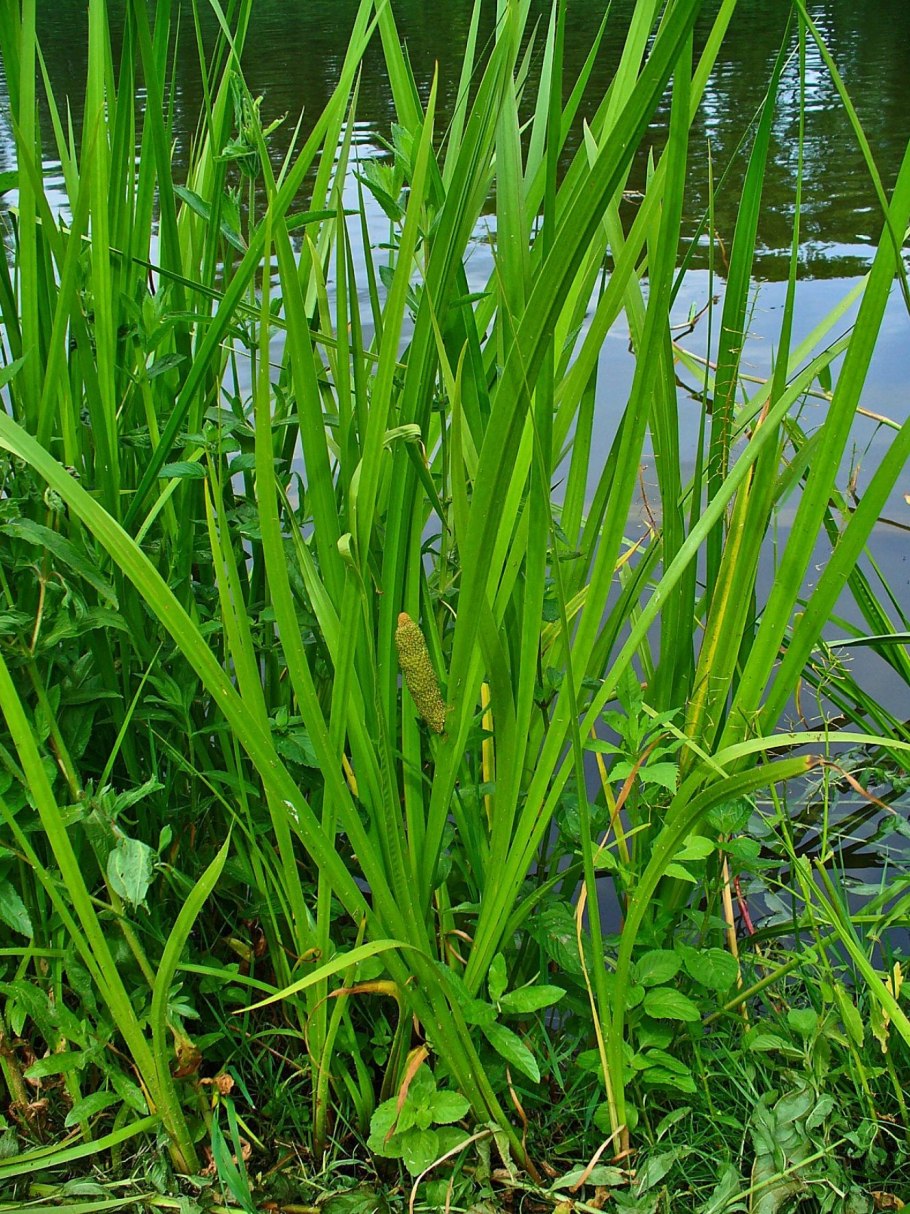 АИР болотный (Acorus Calamus)