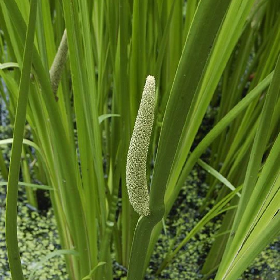 Acorus Calamus корень