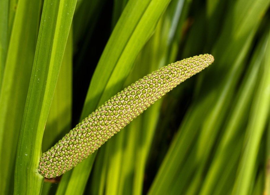 АИР болотный (Acorus Calamus)