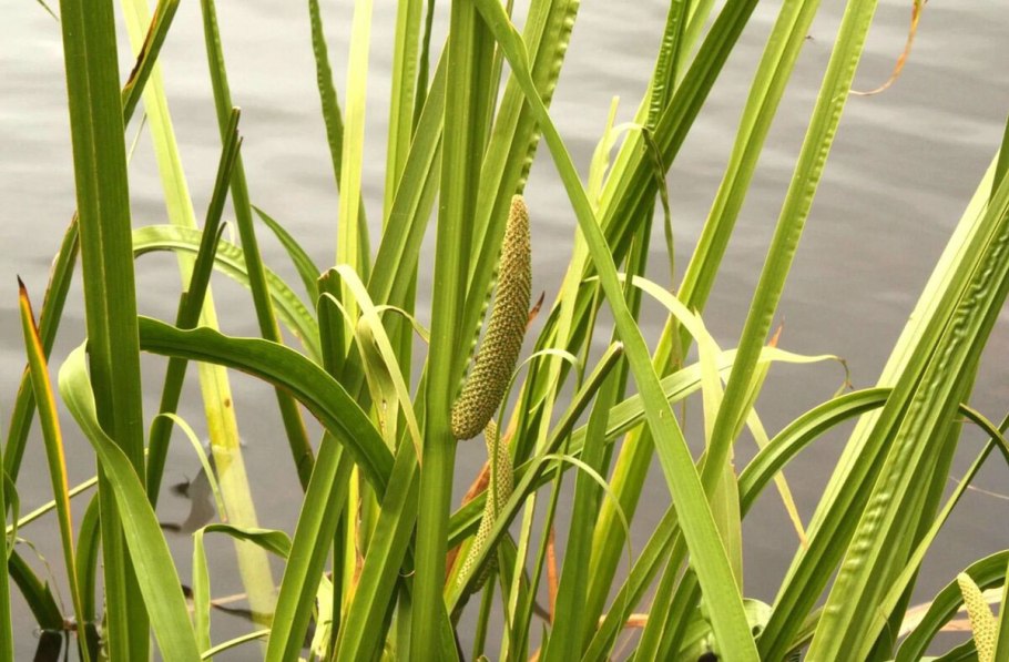 АИР болотный (Acorus Calamus)