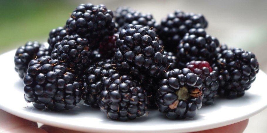 Ежевика малина голубика