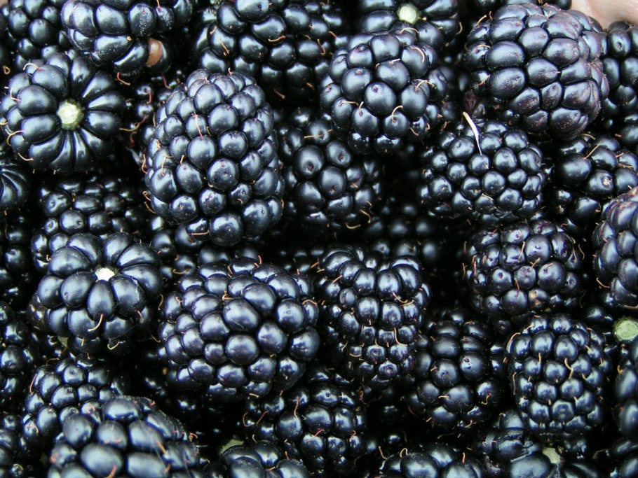 BLACKBERRY ежевика