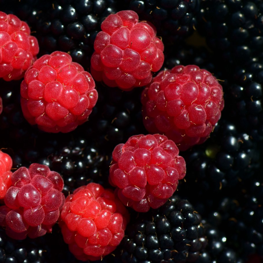 Блэкберри малина