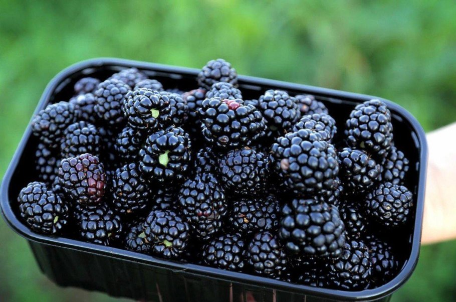 Заставка на рабочий стол ежевика