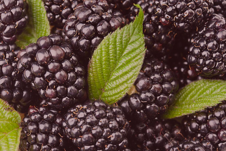 Ежевика тутовник шелковица