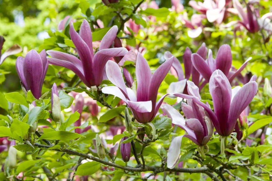 Магнолия Суланжа лилиецветная