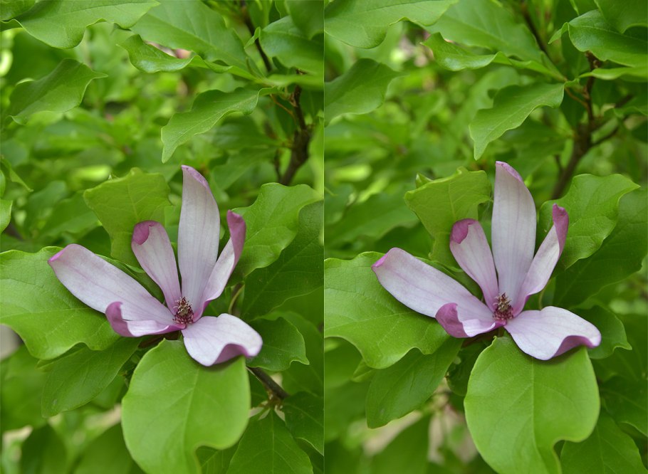 Магнолия Мулан